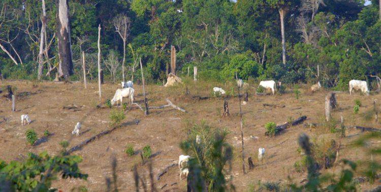 Imprensa europeia denuncia que Nestlé contribui com o desmatamento no Brasil