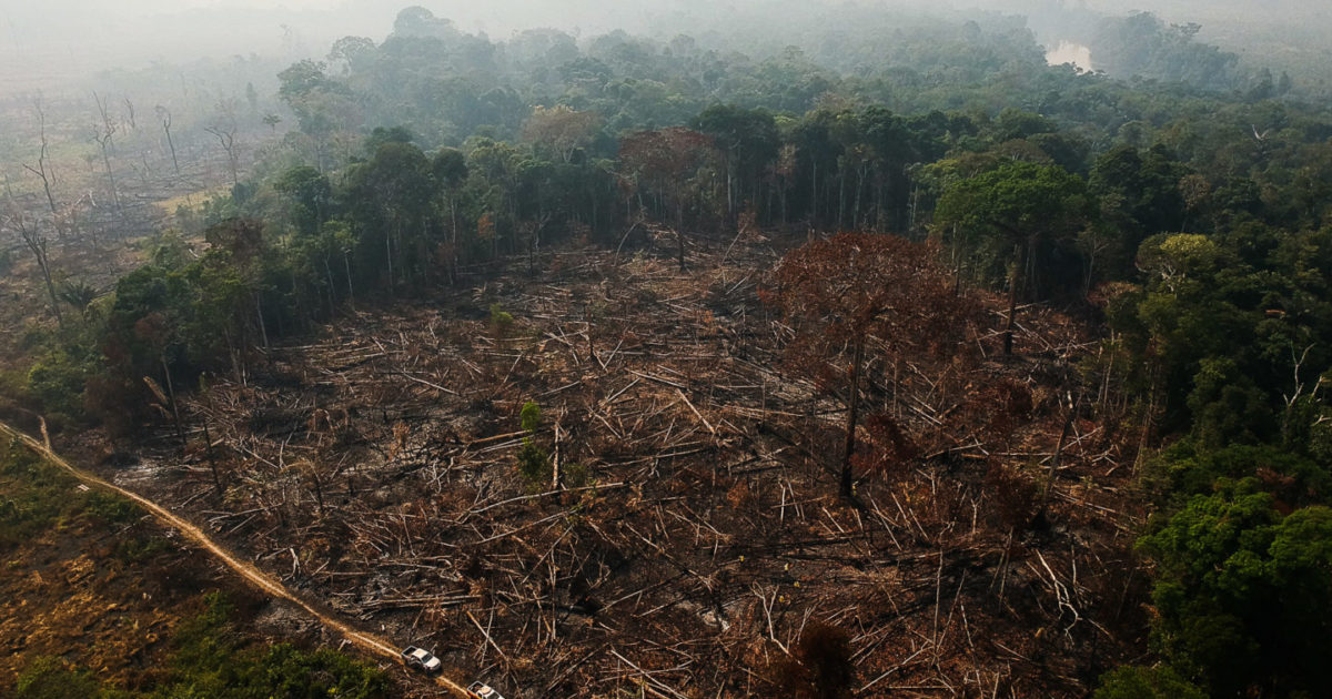 Não podemos esperar até 2050! A luta pela Amazônia é agora!