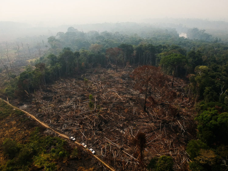 Não podemos esperar até 2050! A luta pela Amazônia é agora!