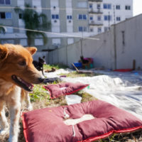 RS: voluntárias de abrigo de animais pedem socorro