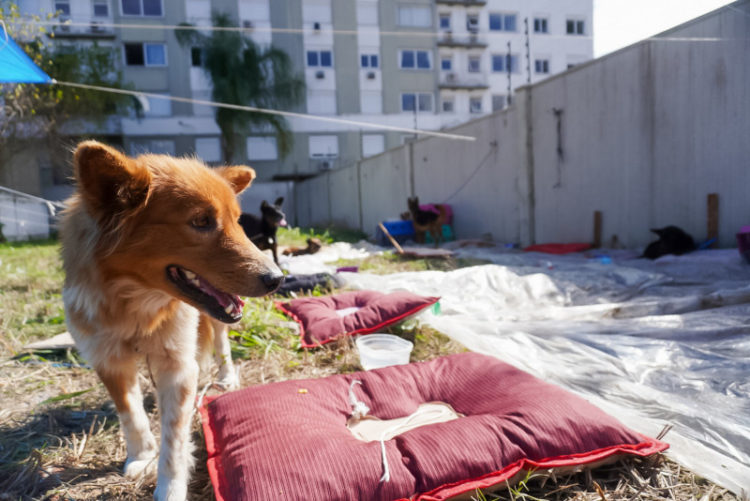 RS: voluntárias de abrigo de animais pedem socorro