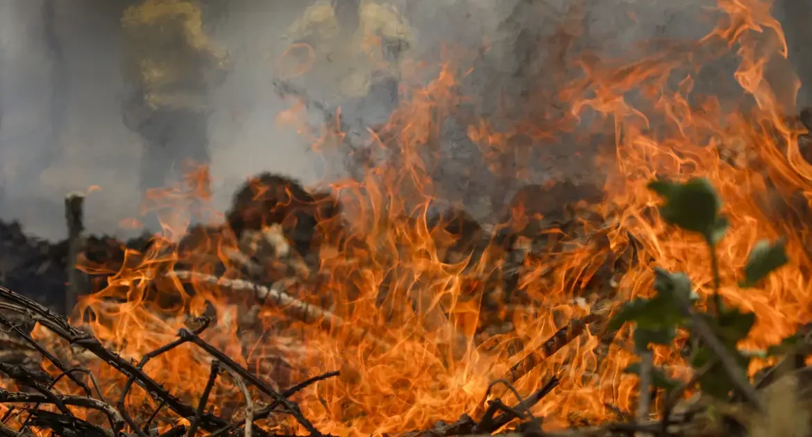 Melchionna propõe fortalecer Código Florestal para punir incêndios criminosos