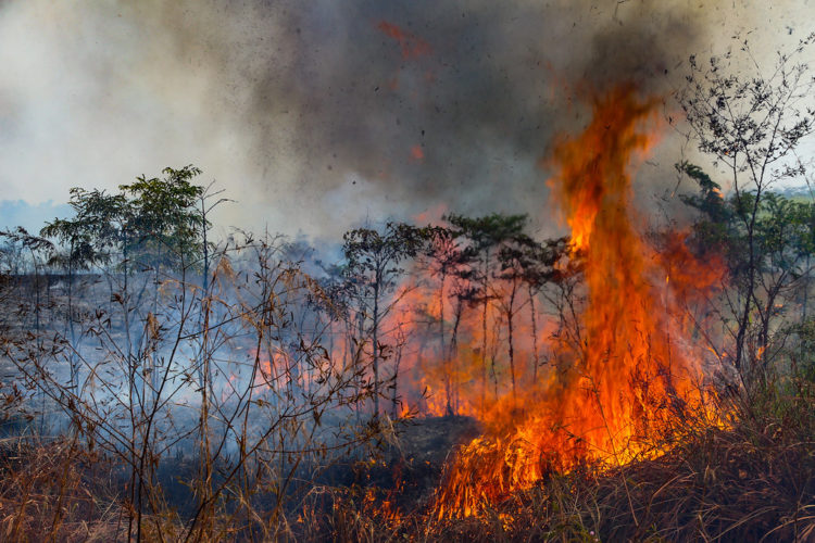 O Pará arde em chamas