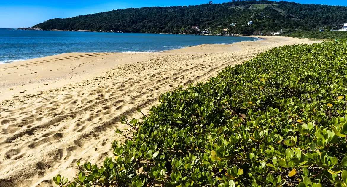 CCJ do Senado volta a debater privatização das praias