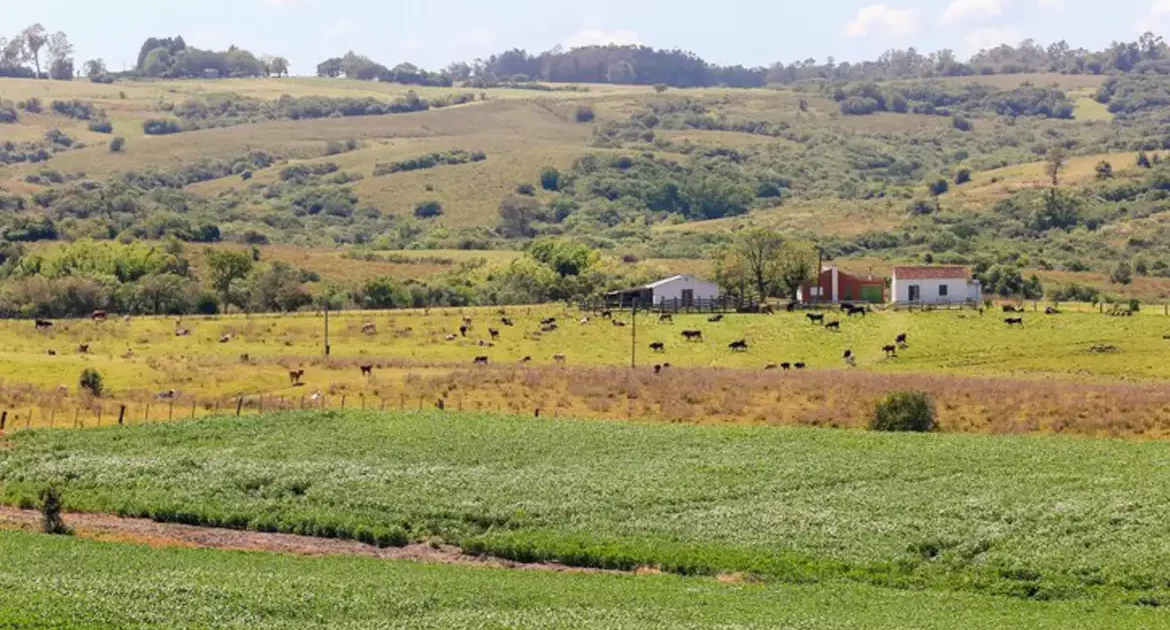O Pampa desaparece em silêncio: devastação ignorada por falhas no monitoramento