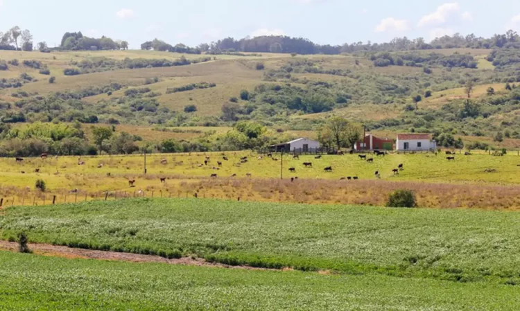 O Pampa desaparece em silêncio: devastação ignorada por falhas no monitoramento