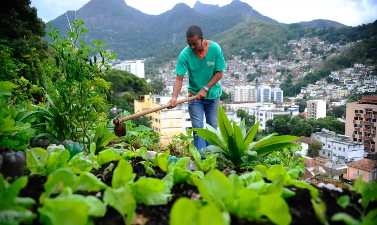 Câmara avança em projeto que garante hortas comunitárias em terrenos da União