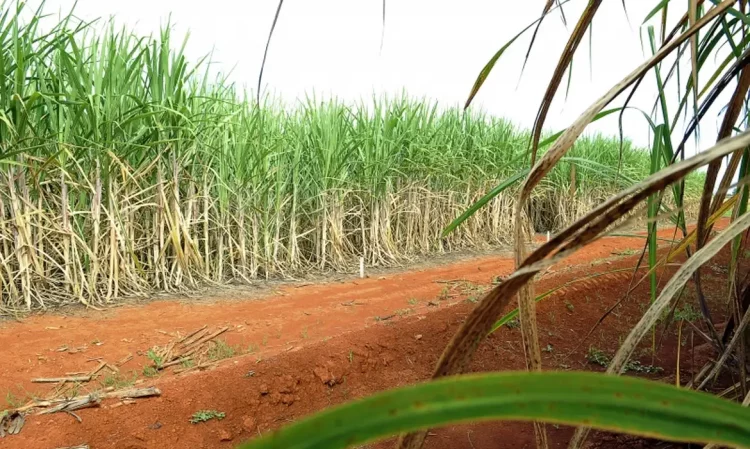 Lei da Grilagem de Tarcísio ameaça reforma agrária e pode entregar terras públicas a latifundiários