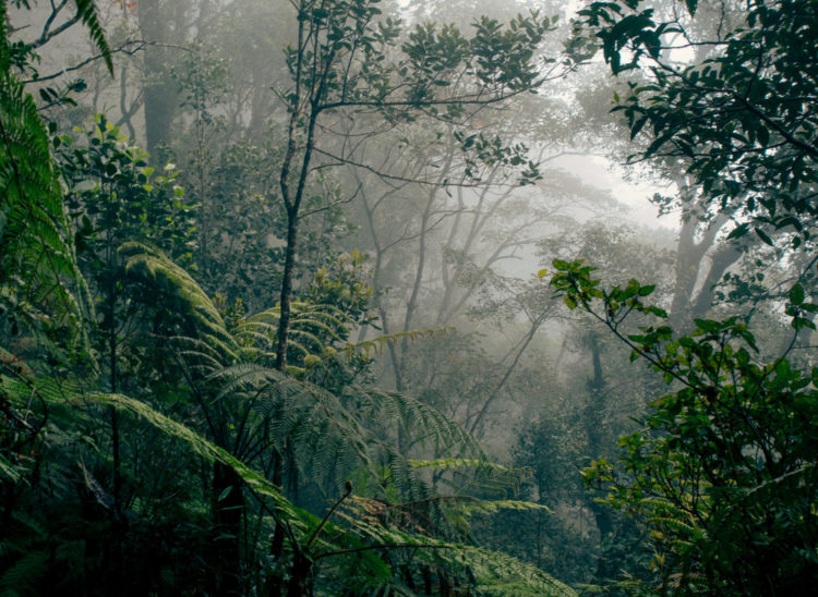 Fundo de Financiamento para Florestas Tropicais: a nova fantasia financeira do colapso climático