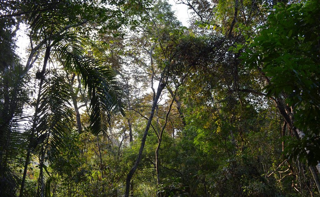NÃO ao TFFF, SIM aos direitos das florestas