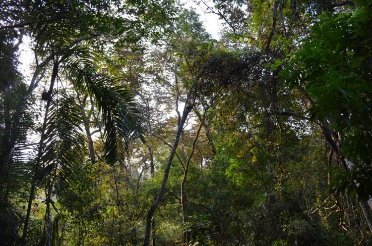 NÃO ao TFFF, SIM aos direitos das florestas