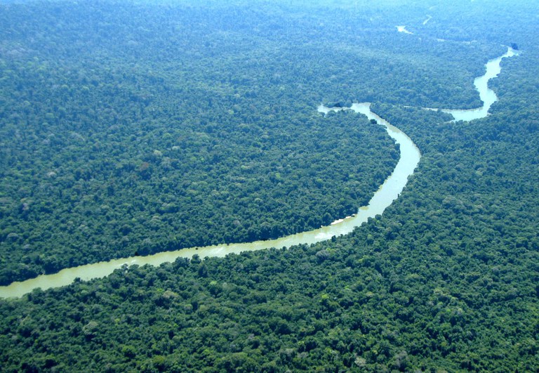 TFFF: falsa solução para as florestas tropicais